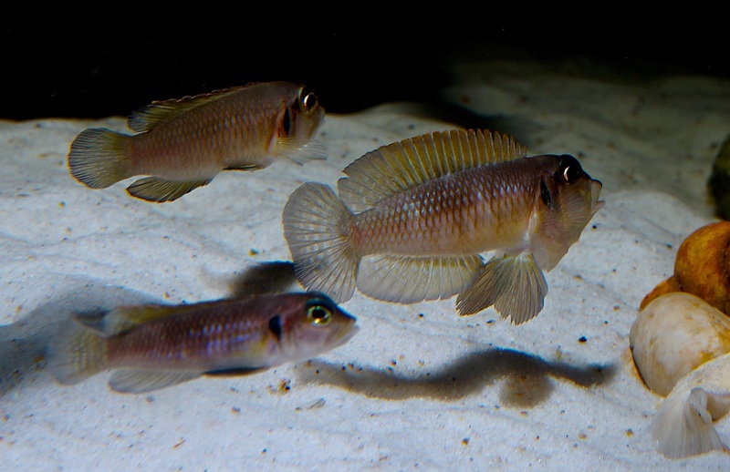 Lamprologus ocellatus 'Isanga Bay'